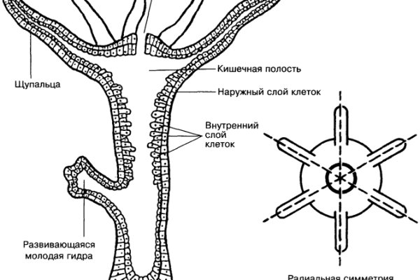 Кракен зеркало рабочее на сегодня