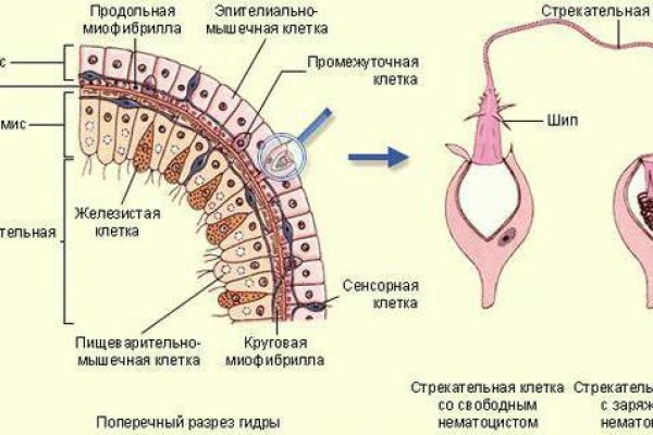 Кракен 16